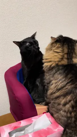zoning out cat 2 zoing #ねこ  #黒猫 #legendary #memes #めめす #子猫 #猫 #喧嘩 #面白い #バズった #ハグ #抱き合うふたり