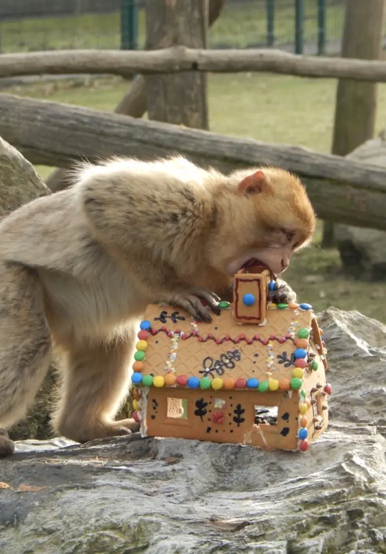 Tako so se naše opice posladkale po božiču. 🎄🍭🐒 #sikaluzoo 