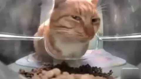 มองสายตาที่มันกำลังจ้องคุณสิ🗿 #มีม #meme #cat #ฟีด ฝากกดติดตามด้วยครับ🥲