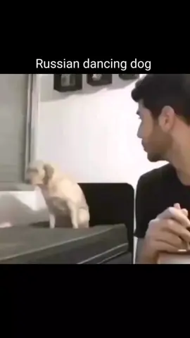 RUSSIAN DANCING DOG #viral #viralvideo #trending #viraltiktok #tiktok #tiktokviral #russia #meme #memes #funny #funnyvideo #tiktok #viralmeme #russian 