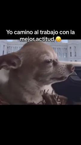 Yo camino la trabajo con la mejor actitud #perrito #perritotriste #saddog #cryingdog #humor #viral #viralvideo #memecut #memesoftiktok #funnymemes #justforlaughs #memedivertido #laughing #risa #divertido 