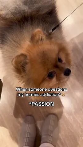 My poms reaction by the end says it all 🙈🤭#pomeranian #hermesshopping #shoppingaddict #humor #fyp #luxuryshopping #birkin25 #beigemarfa 