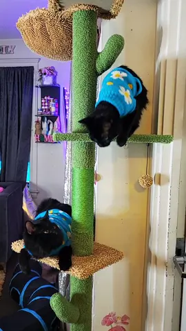 🌵💙#cattree #catdadsoftiktok #catmom #baruandnaru #baru #naru #tiktokshop 