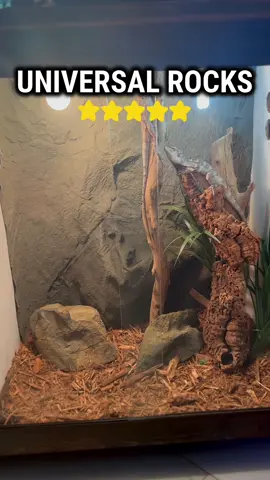 @Universal Rocks Background for Frillied Dragons!🦎🪨😃#frilleddragon #lizard #reptile #reptileroom #vivarium #terrarium #DIY #tutorial #rocks #universalrocks #fyp 