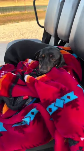 She wouldn’t get off my blanket! #Dog #dogsoftiktok #daschund #australianshepherd #ranch #ranchdog #ranchtok #keepranchin 
