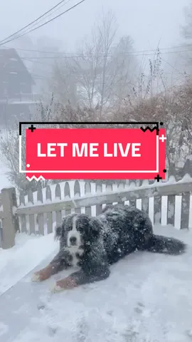 Ivy just wants to live! #bernesemountaindog #snow #winter l