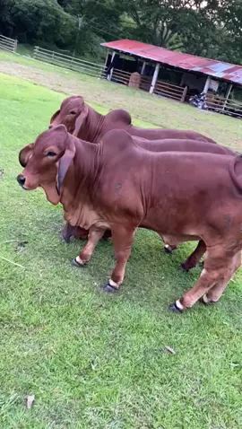 Las consentidas de @ganadovicentenario  brahmanrojo #brahmanpuro #redbrahman #brahman #brahmancattle #ganado #ganadocebu #tore #cebu #bull #veterinaria #naturaleza #brahamncolombia #animals #ganaderia #agro 