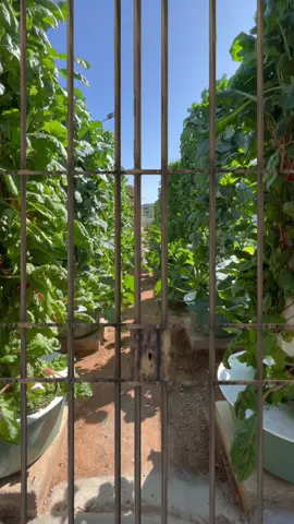 Within a Portuguese prison, a vertical farm using 40 aeroponic towers is entirely overseen by the prisoners and guards. The farm's objective is to revolutionize the lives of inmates through sustainable agriculture, empowering them on their path to rehabilitation. This initiative was implemented by our partner’s non-profit organization known as UpFarming #farming #agriculture #prison #portugal #towergarden #verticalfarming #aeroponics #hydroponics #horticulture