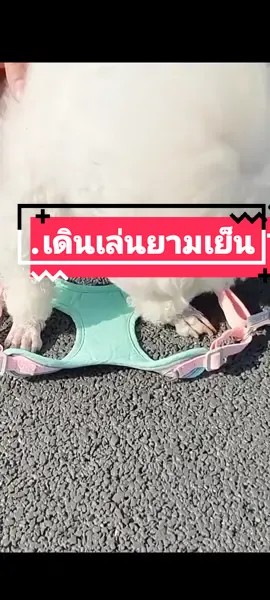 สายจูงน้องหมา แข็งแรง #สายจูงสุนัข #สายจูงแมว  #สายจูงสัตว์เลี้ยง #สวนสัตว์tiktok 