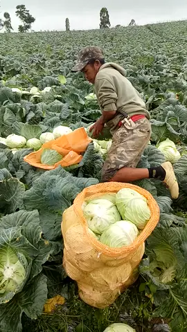 #petani #petanimuda #petanimilenial #petaniindonesia🇮🇩🇮🇩🇮🇩🌿🌿 #indonesiamaju #kubis #garut #garutpride🔥 #garutjawabarat  #grandnova #kol #kolbalap #gracia #Atonik #antracol #daconil #npkmutiara #p #fypシ #fyp #fyp #jimmyhantufoundation 