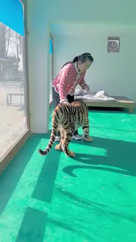 The Northeast Tiger is uncomfortable in Beijing, and the veterinarian dare not approach. The only option is for the wet nurse to do it herself. It's not noisy and very cooperative. Thank you for your trust!#tiger
