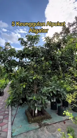 5 Keunggulan alpukat aligator 1. Ukuran buah jumbo 2. Daging buah tebal 3. Bersifat genjah 4. Perawatan mudah 5. Tingkat adaptasi tinggi Yang mau nanam pohonya kita sediain bibitnya nih, bisa langsung cek di keranjang kuning #tanaman  #alpukat  #bibitbuah  #tabulampot  #aligator  #bibitalpukat 