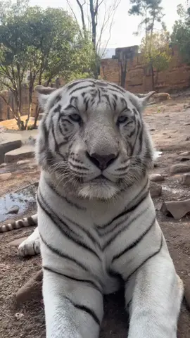 Being with it every day, my whole life is like walking on thin ice#tiger