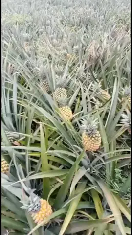 keliling kebun nanas...siap panen guys #panenbuah  #berkebunhappy  #panendikebunsendiri  #buahnanas 