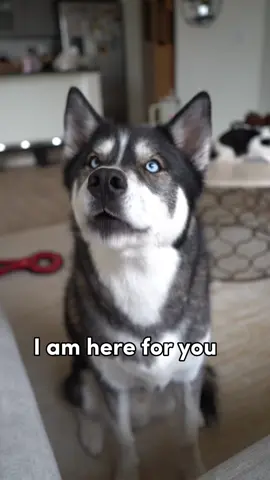 Really need to start setting more realistic expectations…  #husky ##huskies##huskylife##dogsoftiktok##dogsofttiktokviral##dogs##dogsvideo##huskiesoftiktok##doglover
