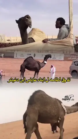 #لطامه #ابن_دغيثر #نفوق #الحامديات #سعود_بن_عاطف #M #fyp 