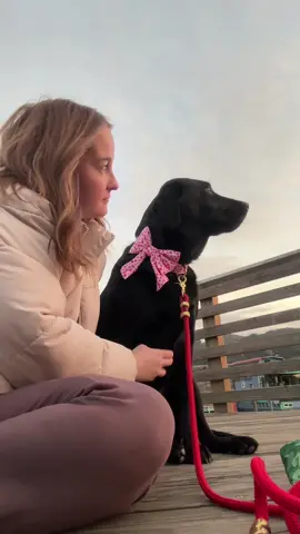 Some of my favorite moments 🥺🫶  also how cute is she in our heart throb lady bow?  #dogbusiness #dogsoftiktok #lovemydog #thatsmybestfriend #labradorretriever 