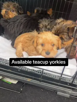 Cute adorable teacup yorkies now available for adoption, inbox me for more info.