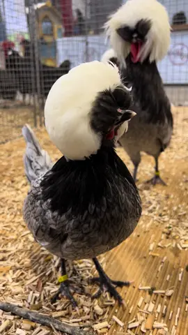 ~Grupo de HOLANDESA MOÑUDA enana en azul copete blanco en la exposición de Limoges~ . . . #exposition #avicultura #limoges #chickens #exoticpets #wildlifephotography #chickensofinstagram #birdsoftiktok #PetsOfTikTok #planetbirds #sebrightbantam #sebrightchicken #babychicks #cuteness #lagallinaecologica_ #ecologic #cuteanimals #chicks #pollitos #poultryoftiktok #chickensaspets #backyardchickens #animalphotography #birds #ilovemychickens #poultry #eggslayer  #chickensoftiktok #birdphotography #ilovemypet 