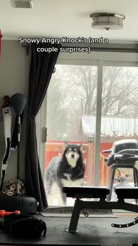 I shouldn’t need to clairfy but its the internet and people are wild so: all videos are clearly taken at different times and on different days if you look at the snow. He does not live outside #dog #TalkingDog #AlaskanMalamute 