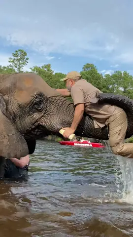 Bubbles the African elephant was so kind to give me a lift🙌😂 I wish I could return the favor, but boy is she heavy!😅 Did you know African elephant females like Bubbles here, can get up to 8,000 pounds, while males can get up to 13,000 pounds😳 that's wild! Hope everyones enjoying their Sunday nice and cool😁!  • • • #wow #giant #elephant #cool #hungry #big #wild #lake #water #Summer #wildlife #reels #video #cool #animals #tik #tok #tiktok #tiktokanimals #fun #funny #funnyvideos #animals