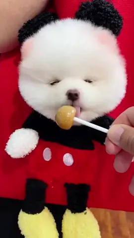 Cute dog #cute #baby #sweet #dog