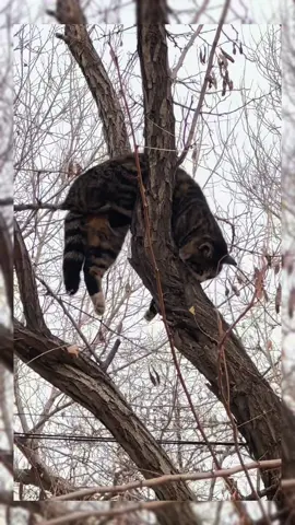 The cat fell asleep in the tree#cat #cute #fyp #catsoftiktok #catvideos 