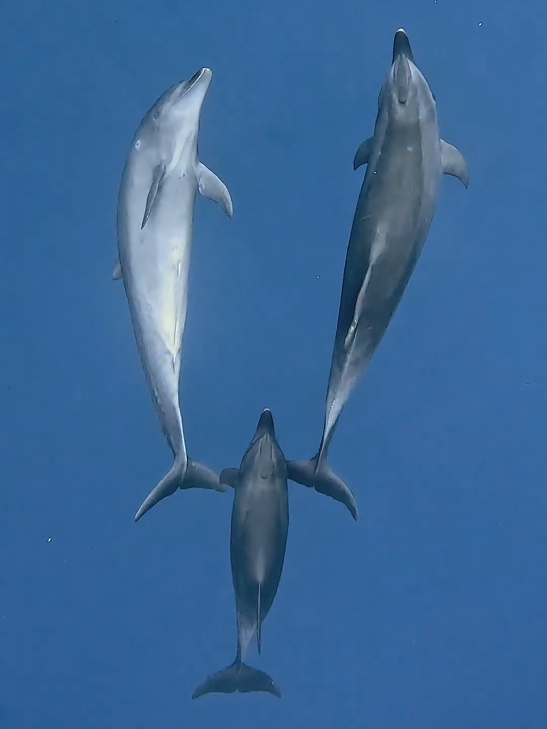 Did you know that dolphins (Delphinus delphis) can sleep in motion? This incredible footage shows two dolphins being guided by a third dolphin as they rest (🎥 @globetrottingbaes) #ausgeo #ocean #sealife #underwaterphotography #rays #shark #nature #naturephotography #travel