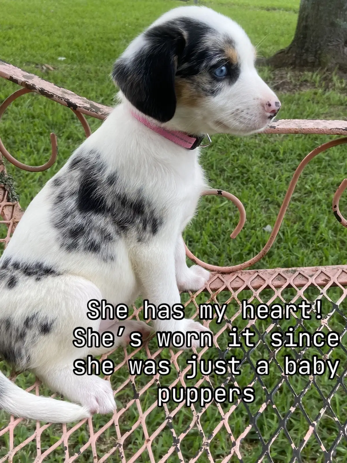 Obsessed with how Daisy May has kept her little heart! #australianshepherd #daisymay #babydoggy #sweetpupper #myheart 