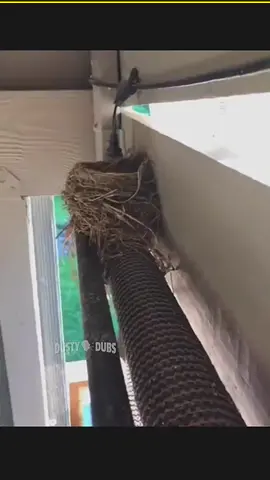 🗣 Mashup 93! 🎥: @sadlyiamonlyaneel21 / unknown / @melissadina11 / unknown) #voiceover #babybird #nest #nightterrors #babyturtle #shelsilverstein #squirrel #stylist #cosmetology #apology #meowmix #bankruptcy #funny #sarcasm #puns