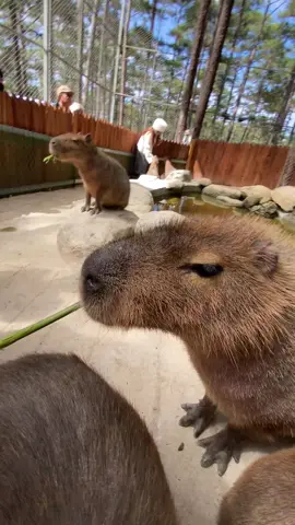 Nào mới nhai xong 😂 #capybara #capybaratiktok #capybaramemes #zodoo #dalat 