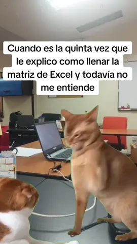 #CapCut #memecut #gato #excel #matriz #viral #memestiktok #fyp #fypviral #fypage 