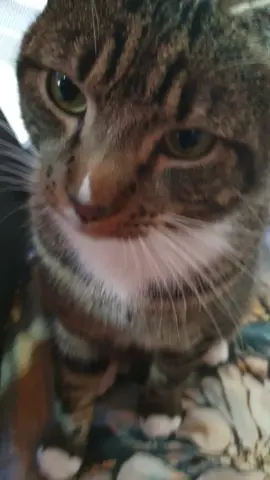 #fyp #catsoftiktok #cute #adorable 