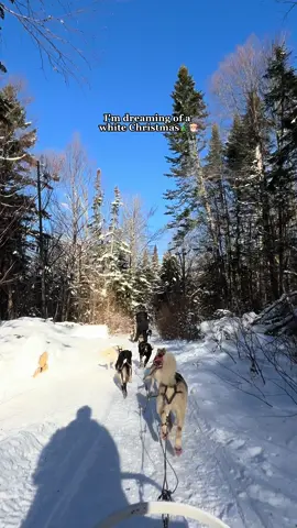 I’ve been dreaming of a white Christmas…and got to experience it while husky sledding in Québec!!! 🐶🛷 one of the most memorable parts of our trip and yes the dogs are well loved and taken care of 🥰 #sgtiktok #sgtravel #traveltiktok #traveltok #sgwheretogo #quebectiktok #oldquebec #huskysoftiktok #huskysledding #christmas2023 #christmastok #tiktoksg #fyp #foryou #foryoupage 