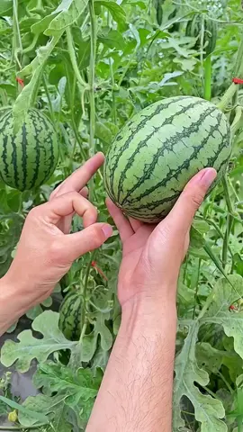 🧑🏼‍🌾🫠👍🏻 Daily life with fruit #nature #garden #fruit #Love 