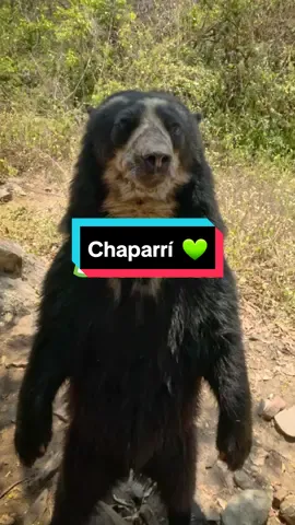 ¿Ya visitaste la Reserva Ecológica Chaparrí? 🥰 Aquí podrás ver increíbles animales como el oso de anteojos, cóndor andino, pumas, zorros costeños, más de 283 especies de aves y una gran variedad de flora. 🌳🐆 #Chaparrí #ReservaEcológicaChaparrí #Lambayeque #YTúQuéPlanes 