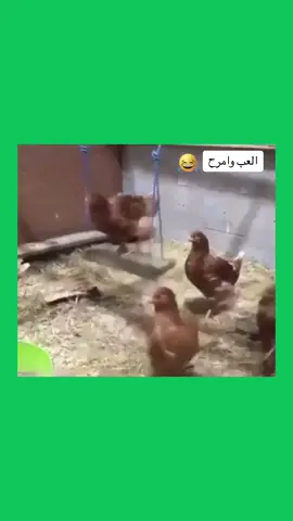 #اكسبلورexplore #فولو #viraltiktok #تيك توك- ترند#جمهور#دجاج يتمرجح.#اضحك😂 