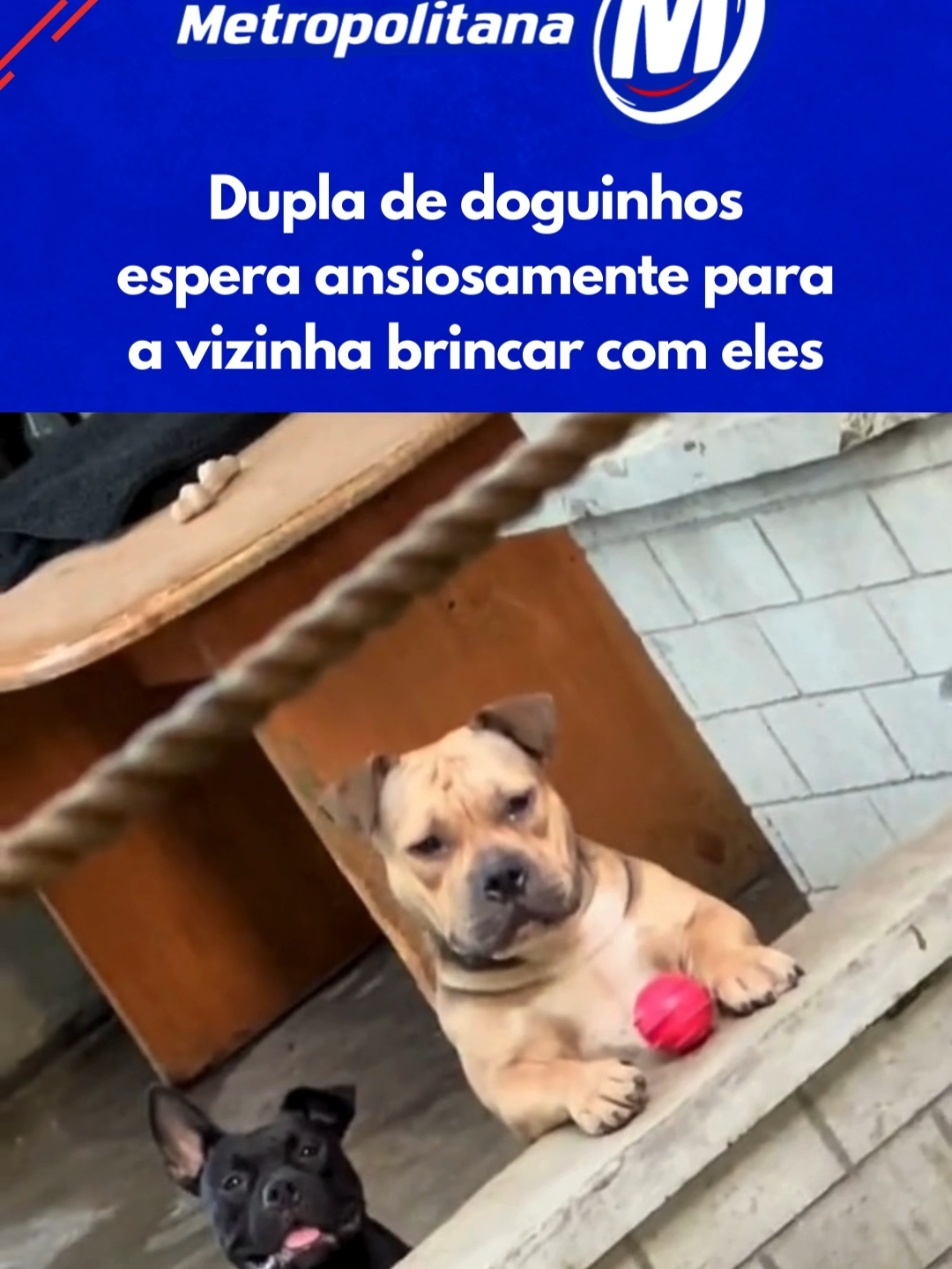 Quem aguenta tanta fofura? 😍​ Dois cachorrinhos esperavam ansiosamente para sua vizinha brincar com eles. Quando viram a mulher na janela, tiveram a reação mais adorável possível! (Reprodução: TikTok/aika.emperado) #TikTokNotícias #EntretêNews