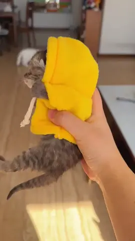 #pet #cat #catsoftiktok #cute #kitten 