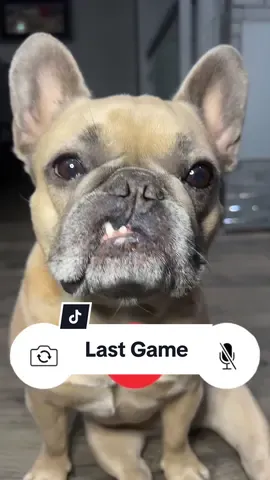 How bout that football, yay sports! #football #nfl #NFLPlayoffs #sports #frenchbulldog #dogparent #dogs cred @Jason Banks  @Somefrenchienamedapollo  @Somefrenchienamedapollo 