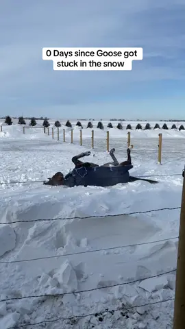 I love horses. #iowa #horses #relateable #gelding #fyp