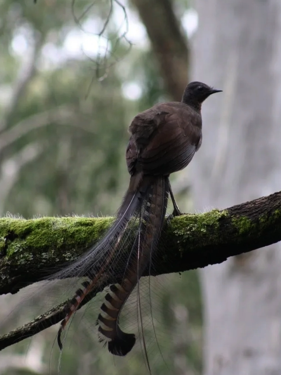 Ave Lira: a ave que usa sua cauda como instrumento musical #animais #curiosidades #avelira A ave-lira, conhecida por sua habilidade única de imitar sons, é uma maravilha da natureza. Este pássaro notável, encontrado principalmente na Austrália, exibe uma das mais fascinantes características entre as aves: a capacidade de usar sua cauda espetacular e ornamental como um 