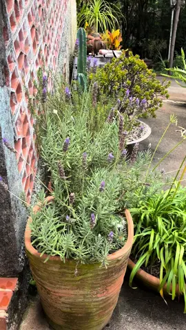 Te conto os segredos pra você cultivar lavandas no seu jardim. 