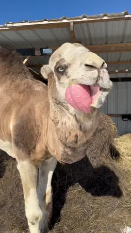 The future of the Ranch. His time to shine coming soon. #hqranch #camelbreeder #dulla #king #callinghisladies #oklahoma #winter #2024 #coldweather 