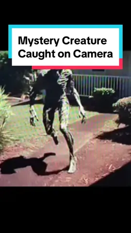 Mystery Creature Caught on Camera#CapCut #proof #alien #alienaighting #ufosighting #ufosightings #extraterrestrial #extraterrestres #mystery #mysterious #creatures #conspiracy 