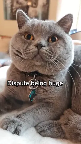 Romeo's advice to small kittens 🩵 #fyp #cat #advicetok #kittens 
