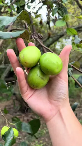 Jujube, also known as red date or Chinese date, is a small, sweet fruit. Similar to barhi dates this fruit can be eaten green and crunchy or allowed to dry like a date. They are believed to have various health benefits. #asmr #harvest 