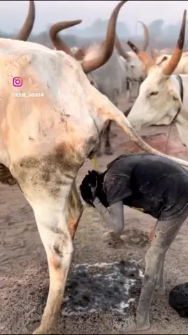 Morning shower at Mundari cattle camp. South Sudan Mundari and Dinka do it not only for hygiene, but for dyeing the hair and also getting protection against mosquitoes. #africantribes #africanculture #tribes #blackempowerment #southafrica #khoisan #travelphotography #africa #exploreafrica #empoweringafrica #photooftheday #foryoupage #explorepage #panafrican #blacktraveljourney #adventure #discover #foryou #fyp 