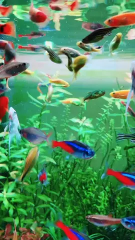 Ikan250 #wallpaperikan #ikan #wallpaper #fyp #4k #4kwallpaper