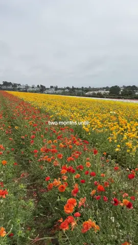 The Carlsbad flower fields open on March 1st, less than two months from now, spring time is coming 🌸🌼🌸 #flowerfields #springvibes #thingstodo #sandiego #traveltiktok 